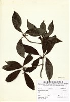 藏品(臺灣八角)的圖片